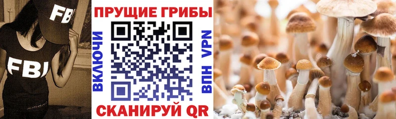Галлюциногенные грибы Psilocybe  Гороховец 