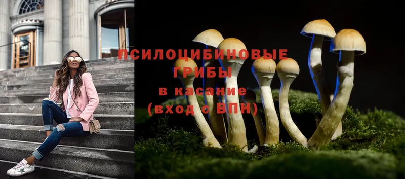 Галлюциногенные грибы Psilocybine cubensis  сколько стоит  Гороховец 